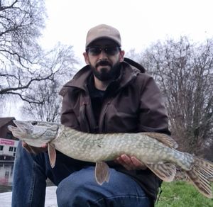 Northern Pike