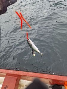 Mackerel
