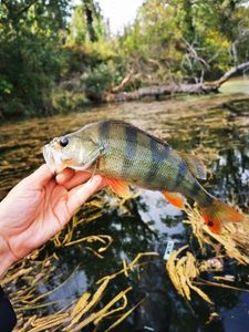 European Perch