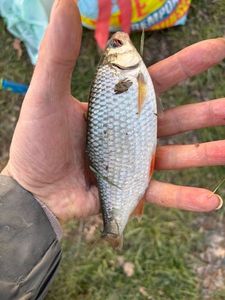 Roach