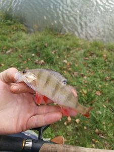 European Perch