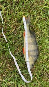 European Perch