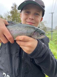 Rainbow Trout