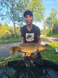 Common Carp