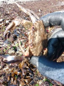 Velvet Swimming Crab