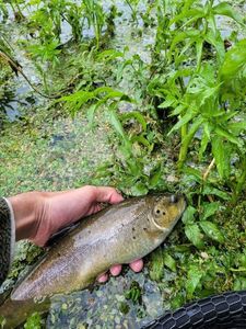 Brown Trout
