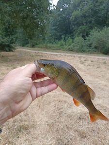 European Perch