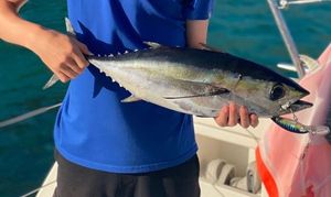 Pacific Bonito