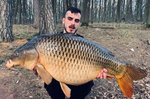 Common Carp