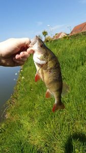 European Perch