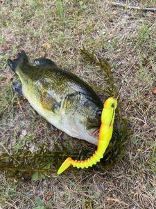 Largemouth Bass