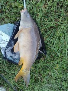 Mirror Carp