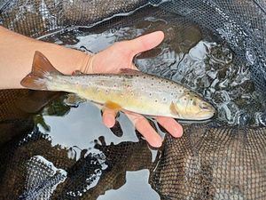 Brown Trout