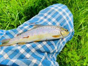 Brown Trout