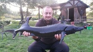 Atlantic Sturgeon