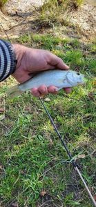 Smallmouth Bass