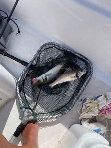 European Bass (Seabass)