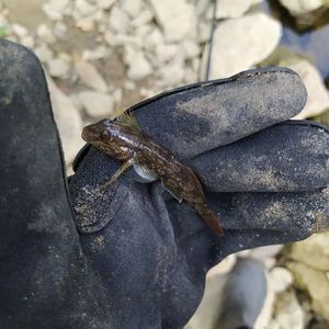 Giant Goby