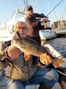 European Perch