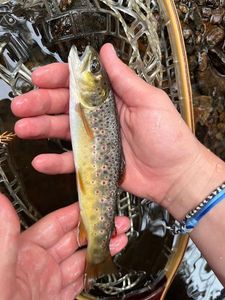 Brown Trout