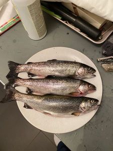 Rainbow Trout
