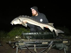 Sturgeon