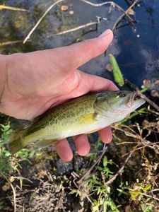 Largemouth Bass
