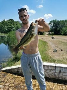 Largemouth Bass