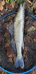 Zander