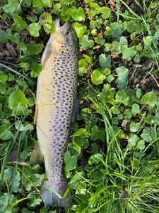 Brown Trout