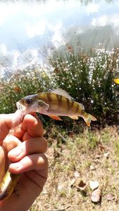 European Perch