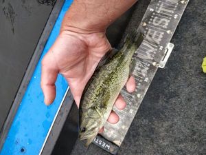 Largemouth Bass