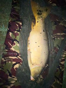Mirror Carp