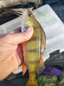 European Perch