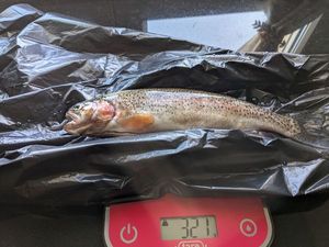 Rainbow Trout