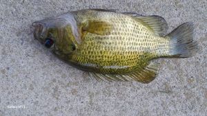 Smallmouth Bass
