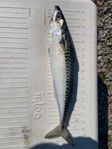Mackerel