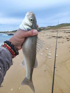 European Bass (Seabass)