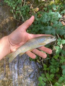 Brown Trout