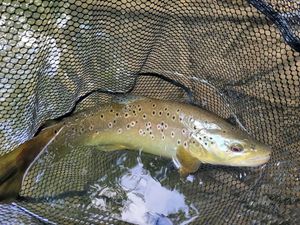 Brown Trout