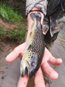 Brown Trout