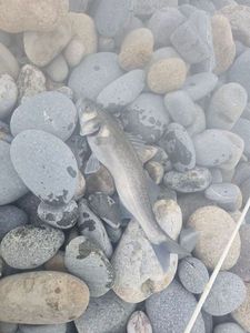 European Bass (Seabass)