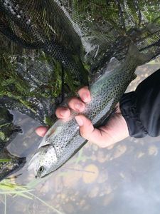 Rainbow Trout