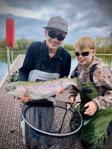 Rainbow Trout