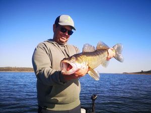 Zander
