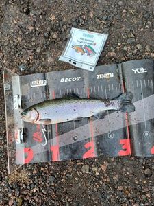 Rainbow Trout
