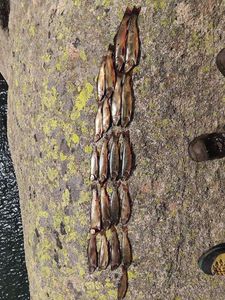 Brook Trout