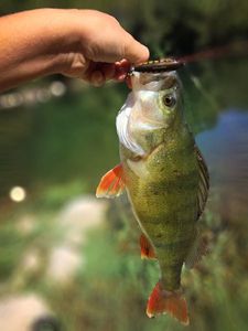 European Perch