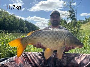 Common Carp