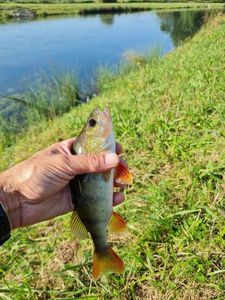 European Perch